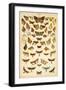 Plate from Our Country's Butterflies and Moths (Chromolitho)-English School-Framed Giclee Print