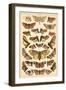 Plate from Our Country's Butterflies and Moths (Chromolitho)-English School-Framed Giclee Print