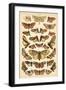 Plate from Our Country's Butterflies and Moths (Chromolitho)-English School-Framed Giclee Print