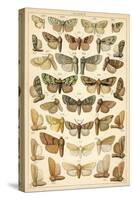 Plate from Our Country's Butterflies and Moths (Chromolitho)-English School-Stretched Canvas