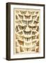 Plate from Our Country's Butterflies and Moths (Chromolitho)-English School-Framed Giclee Print