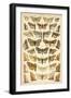 Plate from Our Country's Butterflies and Moths (Chromolitho)-English School-Framed Giclee Print