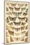 Plate from Our Country's Butterflies and Moths (Chromolitho)-English School-Mounted Giclee Print