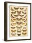 Plate from Our Country's Butterflies and Moths (Chromolitho)-English School-Framed Giclee Print