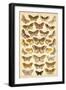 Plate from Our Country's Butterflies and Moths (Chromolitho)-English School-Framed Giclee Print