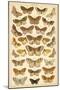 Plate from Our Country's Butterflies and Moths (Chromolitho)-English School-Mounted Giclee Print