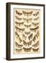 Plate from Our Country's Butterflies and Moths (Chromolitho)-English School-Framed Giclee Print