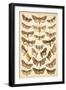 Plate from Our Country's Butterflies and Moths (Chromolitho)-English School-Framed Giclee Print