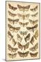 Plate from Our Country's Butterflies and Moths (Chromolitho)-English School-Mounted Giclee Print