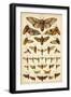 Plate from Our Country's Butterflies and Moths (Chromolitho)-English School-Framed Giclee Print