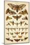 Plate from Our Country's Butterflies and Moths (Chromolitho)-English School-Mounted Giclee Print