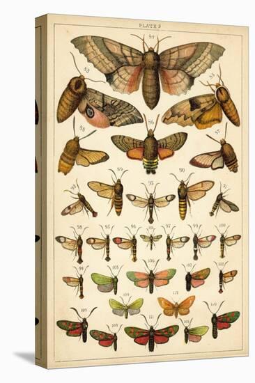 Plate from Our Country's Butterflies and Moths (Chromolitho)-English School-Stretched Canvas
