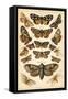 Plate from Our Country's Butterflies and Moths (Chromolitho)-English School-Framed Stretched Canvas