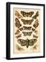 Plate from Our Country's Butterflies and Moths (Chromolitho)-English School-Framed Giclee Print