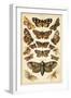 Plate from Our Country's Butterflies and Moths (Chromolitho)-English School-Framed Giclee Print