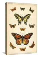 Plate from Our Country's Butterflies and Moths (Chromolitho)-English School-Stretched Canvas