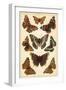 Plate from Our Country's Butterflies and Moths (Chromolitho)-English School-Framed Giclee Print