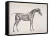 Plate from "The Anatomy of the Horse", C.1766-George Stubbs-Framed Stretched Canvas