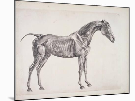 Plate from "The Anatomy of the Horse", C.1766-George Stubbs-Mounted Giclee Print