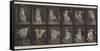 Plate Number 188. Dancing , 1887-Eadweard Muybridge-Framed Stretched Canvas