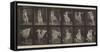 Plate Number 188. Dancing , 1887-Eadweard Muybridge-Framed Stretched Canvas