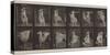 Plate Number 188. Dancing , 1887-Eadweard Muybridge-Stretched Canvas