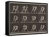 Plate Number 340. Boxing; open hand , 1887-Eadweard Muybridge-Framed Stretched Canvas