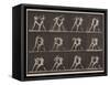 Plate Number 340. Boxing; open hand , 1887-Eadweard Muybridge-Framed Stretched Canvas