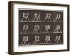 Plate Number 340. Boxing; open hand , 1887-Eadweard Muybridge-Framed Photographic Print