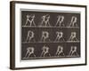 Plate Number 340. Boxing; open hand , 1887-Eadweard Muybridge-Framed Photographic Print