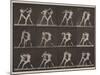 Plate Number 340. Boxing; open hand , 1887-Eadweard Muybridge-Mounted Photographic Print