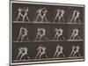 Plate Number 340. Boxing; open hand , 1887-Eadweard Muybridge-Mounted Photographic Print