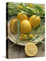 Plate of Lemons and Mimosa Flowers-Michelle Garrett-Stretched Canvas