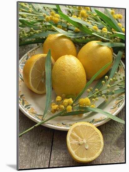 Plate of Lemons and Mimosa Flowers-Michelle Garrett-Mounted Photographic Print
