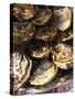 Plate of Oysters, France-Per Karlsson-Stretched Canvas