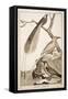 Plate Showing Various Bird Specimens: Bird of Paradise, Tropicbird, Hooded Crow-null-Framed Stretched Canvas