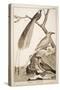 Plate Showing Various Bird Specimens: Bird of Paradise, Tropicbird, Hooded Crow-null-Stretched Canvas