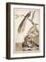 Plate Showing Various Bird Specimens: Bird of Paradise, Tropicbird, Hooded Crow-null-Framed Giclee Print