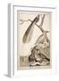 Plate Showing Various Bird Specimens: Bird of Paradise, Tropicbird, Hooded Crow-null-Framed Giclee Print