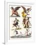 Plate Showing Various Mythological Hybrids, 1830-German School-Framed Giclee Print