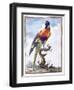 Plate VII-Peter Brown-Framed Giclee Print