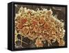 Platelets In a Blood Clot-Steve Gschmeissner-Framed Stretched Canvas