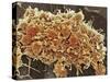 Platelets In a Blood Clot-Steve Gschmeissner-Stretched Canvas