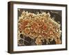 Platelets In a Blood Clot-Steve Gschmeissner-Framed Photographic Print