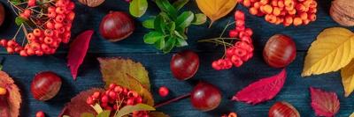 Autumn Panoramic Banner with Fall Leaves and Chestnuts, a Top Shot-Plateresca-Photographic Print