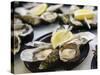 Plates of Fresh Oysters, Sydney's Fish Market at Pyrmont, Sydney, Australia-Andrew Watson-Stretched Canvas