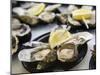 Plates of Fresh Oysters, Sydney's Fish Market at Pyrmont, Sydney, Australia-Andrew Watson-Mounted Photographic Print
