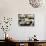 Plates of Fresh Oysters, Sydney's Fish Market at Pyrmont, Sydney, Australia-Andrew Watson-Photographic Print displayed on a wall