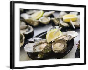 Plates of Fresh Oysters, Sydney's Fish Market at Pyrmont, Sydney, Australia-Andrew Watson-Framed Photographic Print