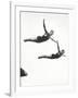 Platform Diving at the Berlin Olympic Games, 1936-null-Framed Photographic Print